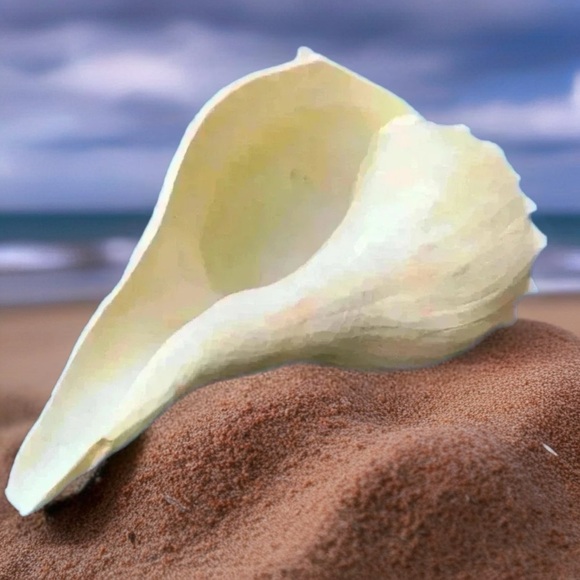 Large Cream Sea Shell Decor 🐚 - Picture 4 of 5
